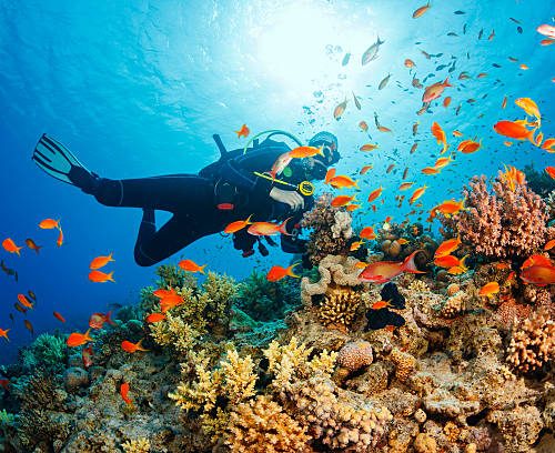 Scuba diving. Beautiful sea life. Underwater scene with young women, scuba diver, explore and enjoy at coral reef. School of red sea fish (scalefin anthias).