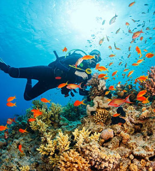 Scuba diving. Beautiful sea life. Underwater scene with young women, scuba diver, explore and enjoy at coral reef. School of red sea fish (scalefin anthias).